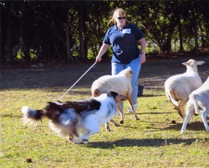 lacey-herding